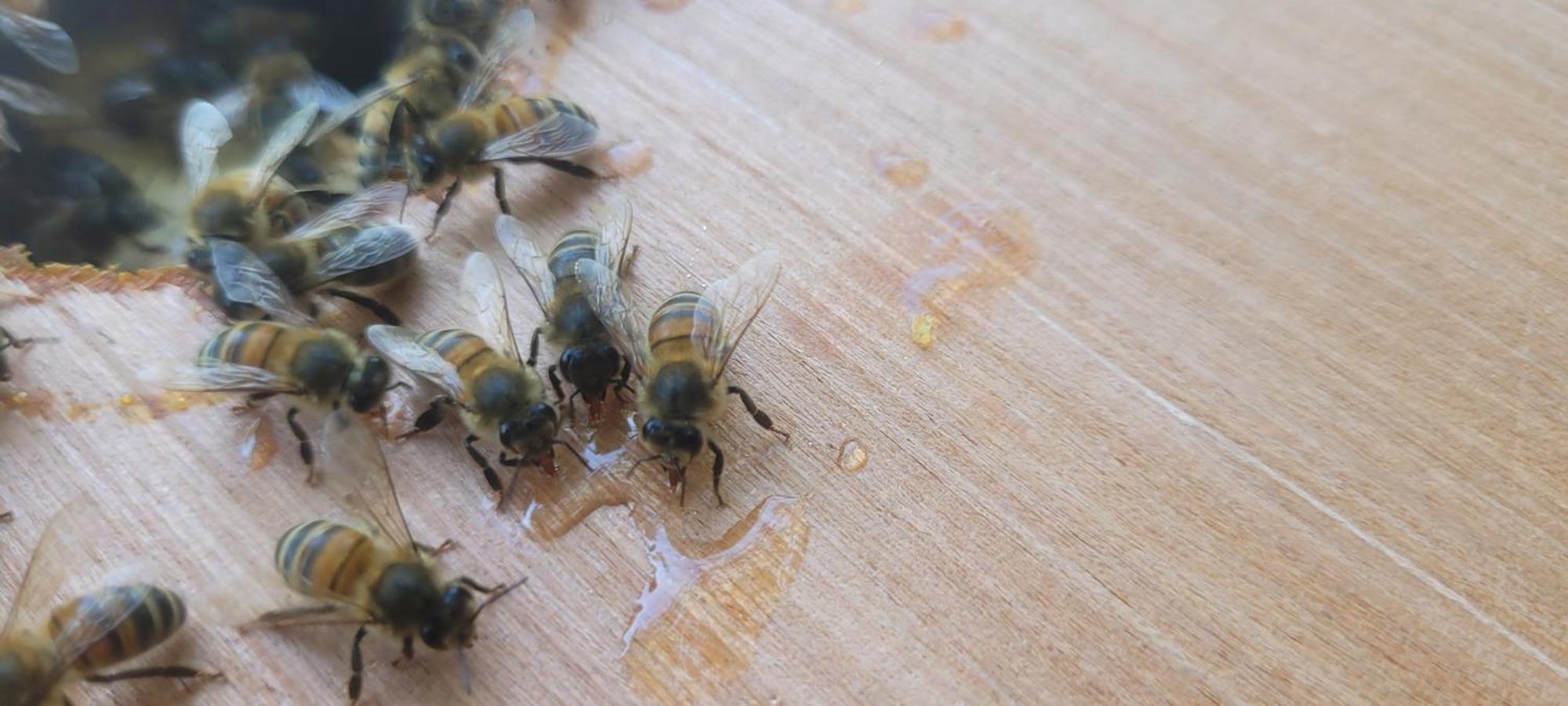 La Maison De L'Abeille De Percey Longeau-Percey Kültér fotó